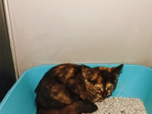 Tortoieshell kaplumbağa kabuğu desenli 1 buçuk aylık dişi yavru,🧿🐱 fotoğraf