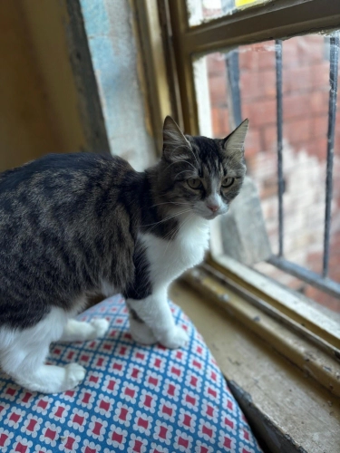 2,5 yaşında kısır dişi kedi fotoğraf
