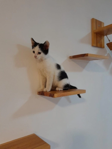 Minik oyuncu prens yuva arıyor fotoğraf