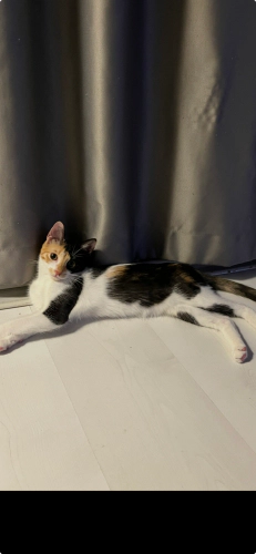 Sofie ‘e Ömürlük Yuva Arıyoruz fotoğraf