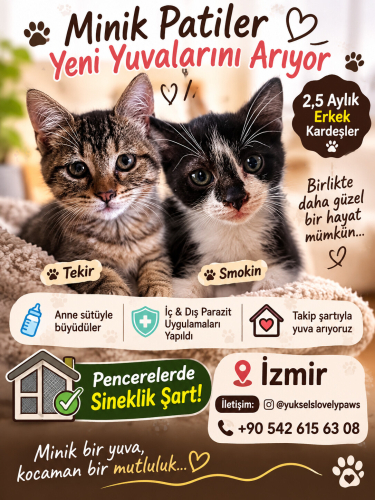 Tekir ve smokin iki güzel erkek bebek fotoğraf