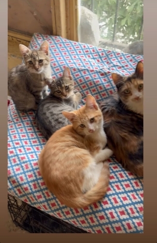 Kedi evinde yuva bekliyorlar fotoğraf