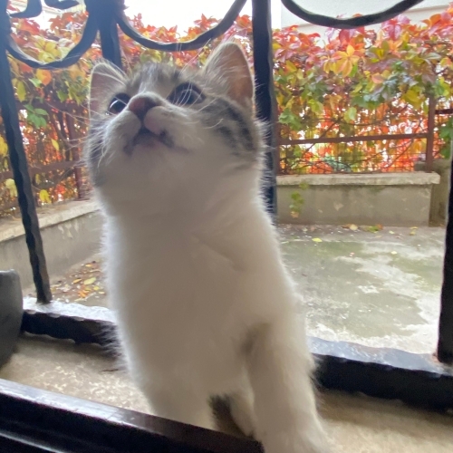 GIDIKLI YUVA ARIYOR fotoğraf