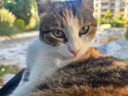 Sevgi pıtırcığı, güzel calico kızım fotoğraf