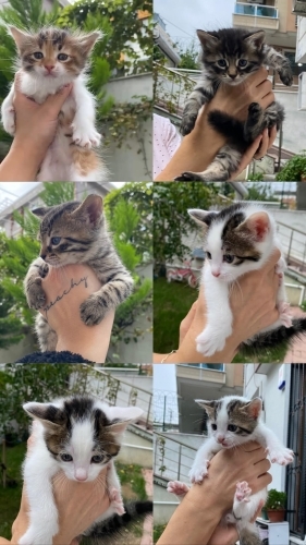 🐈 İstanbul’da Yuva Arayan Tatlı Patiler fotoğraf