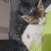 Bebek Ked..