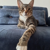 Çok acil..
