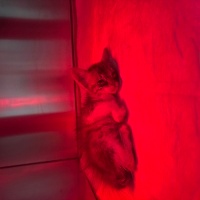 🐾 400g k..