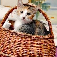 CALICO PR..