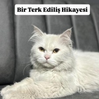 Ücretsiz..