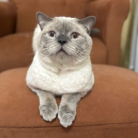 Haru oğlu..