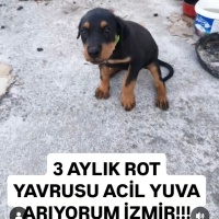 Ücretsiz..