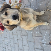 Kısırlaşt..