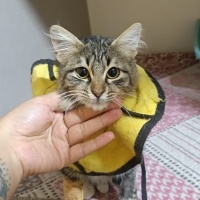 SOKAKTAN..