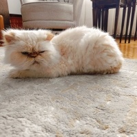 İran kedi..