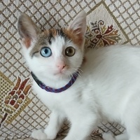 Pamuk pat..