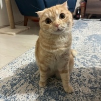 Balımıza..