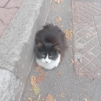 Tüylü Sıc..