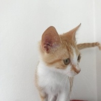 Minik Noh..