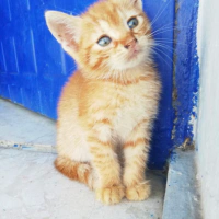 SIRNAŞIK..