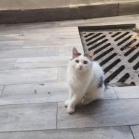 YAKLAŞIK..