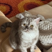 Ömürlük y..