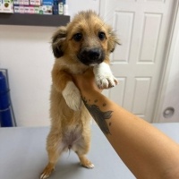 Chihuahua..