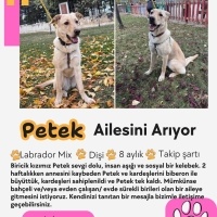 Petek Ömü..
