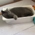 Safkan British Shorthair kedimiz Köfte’yi ücretsiz sahiplendiriyoruz