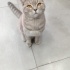 Acil yuva aranıyor.