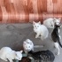 Karbeyazlara yeni aile arıyoruz