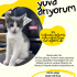 Sis Ömürlük Yuvasını Arıyor!