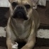 Ücretsiz dışı Fawn Fransızbulldog