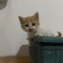 Kapımızın önüne bırakmışlardı çok küçük yavru kedi