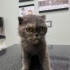 Sokakta bulduğumuz Scottish Fold kedimize yuva