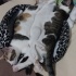 Erkek kedi acil yuva