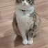 Çok tatlı zeki bir kedi