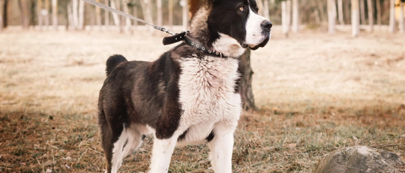 Alabay Köpek Irkı Özellikleri, Bakımı ve Beslenmesi
