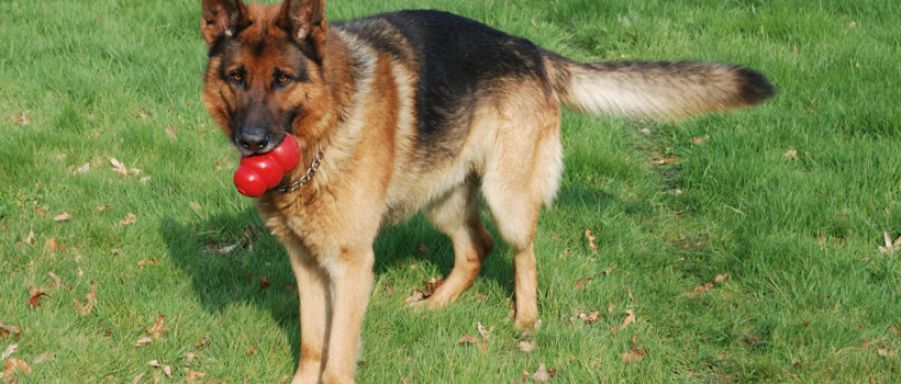 Alman Kurdu Köpek Irkı Özellikleri, Bakımı ve Beslenmesi
