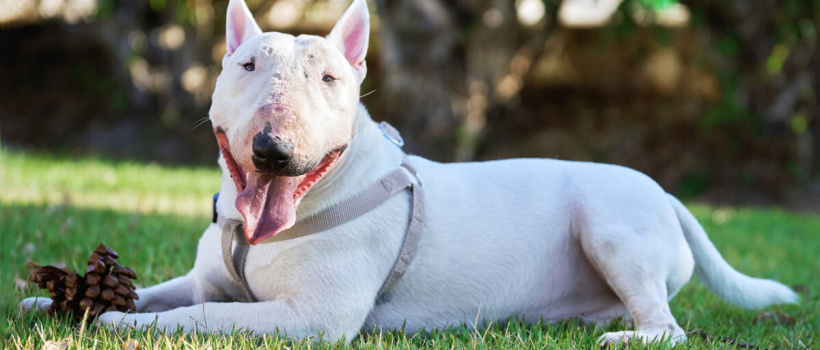 Bull Terrier Köpek Irkı Özellikleri, Bakımı ve Beslenmesi