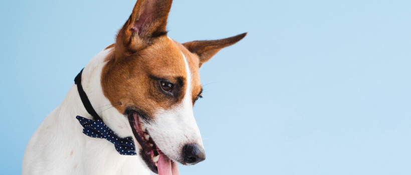 En Az Bakım Gerektiren Köpek Irkları