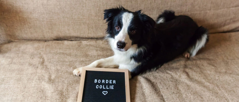 En Güzel Dişi ve Erkek Köpek İsimleri, 200+ İsim Önerileri