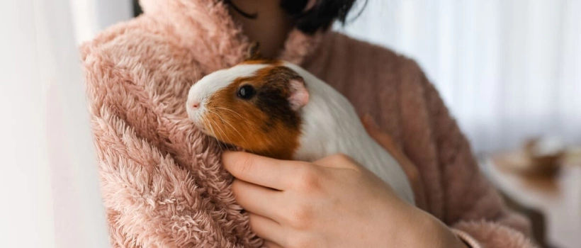 Ginepig Sizin İçin Doğru Bir Evcil Hayvan mı?