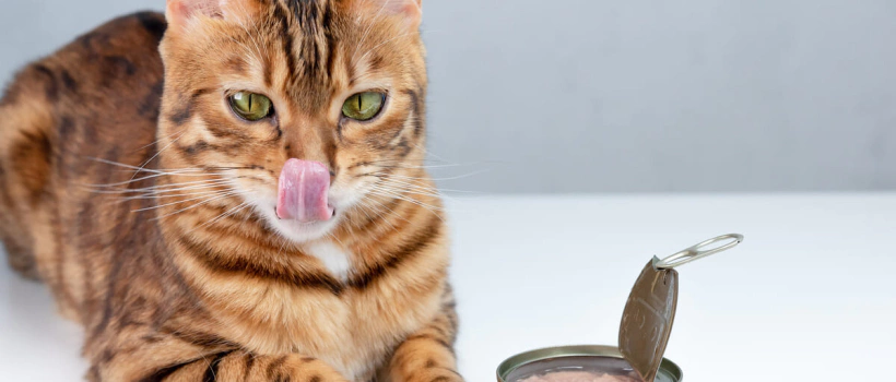 Glüten İntoleransı Olan Kediler için Kedi Maması Seçimi