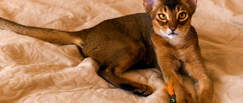 Habeş (Abyssinian) Kedisi Özellikleri, Bakımı ve Beslenmesi