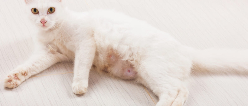 Hamile Kedi Belirtileri, Kedilerde Hamilelik Davranışları