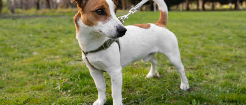 Jack Russell Terrier Özellikleri, Bakımı ve Beslenmesi