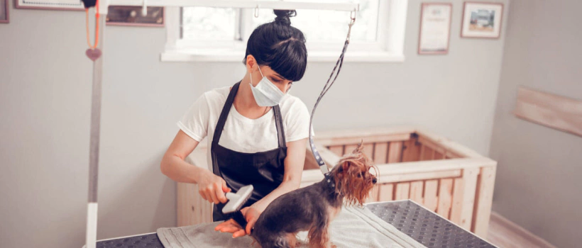 Kedi Köpek Kuaförlerinin Ciğerlerine Tüy Kaçması Belirtileri, Nedenleri ve Tedavi Çözümleri