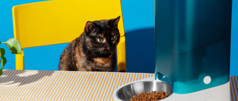 Kedi Maması Seçerken Dikkat Etmeniz Gerekenler