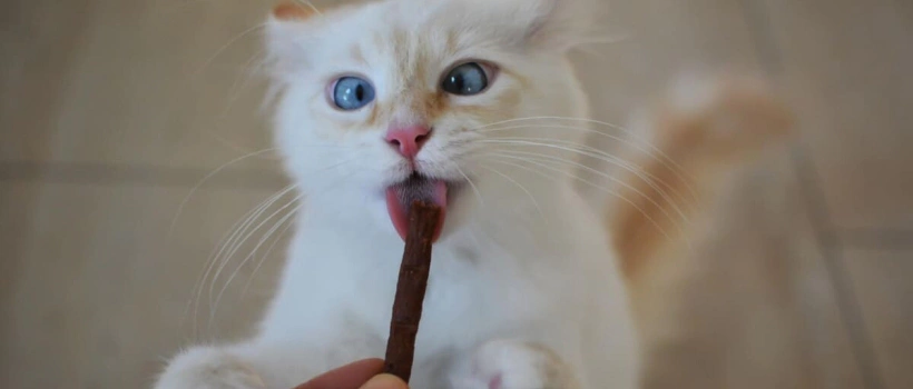 Kedi Ödül Maması Ne Kadar, Ne Sıklıkla ve Ne Zaman Verilir?